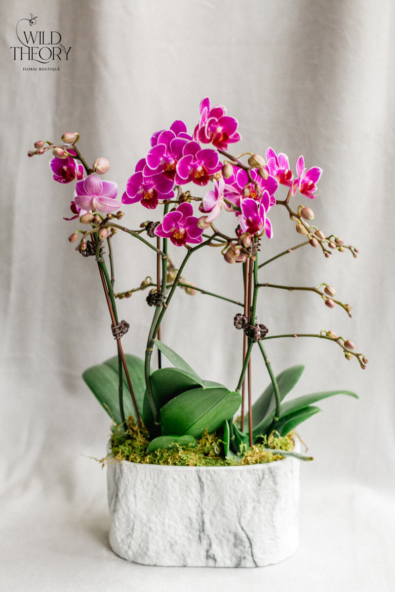 Tumbled Marble Finished Dolomite Oval Container with mini orchid plant