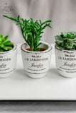 Trio French Pot Assorted Succulent on White Tray