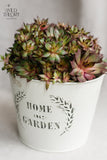 Home and Garden - For the Gardener – Hens and Chicks
