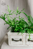 Antiqued White 3 Wooden drawers,  filled with fern and/or tropical assorted plants