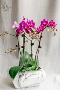 Marble Finish Dolomite Pot with mini orchid plants