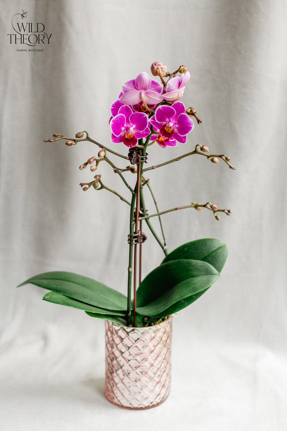 Pink Mercury vase with mini orchid plant