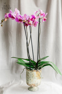 Smoke Marble vase with large orchid plant