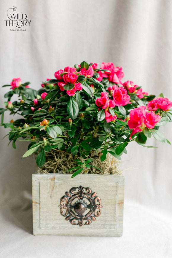 Rustic Finish Drawer with a flowering Azalea