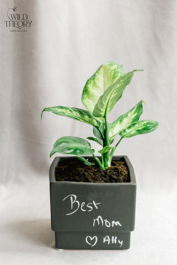 Personalize – Matte Black cube with Dieffenbachia plant