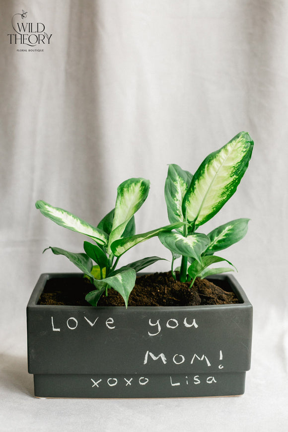 Personalize – Matte Black Rectangular with small Dieffenbachia plants