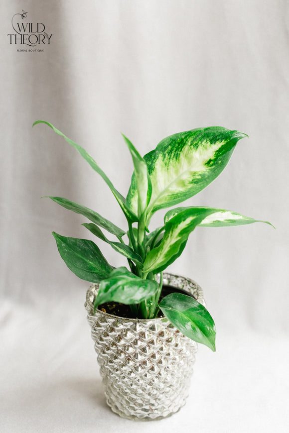 Silver Mercury Glass Vase with small Dieffenbachia plant