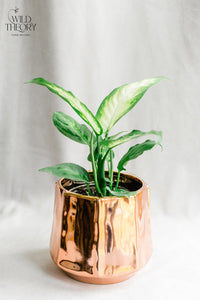 Copper Moet Pot with small Dieffenbachia plant