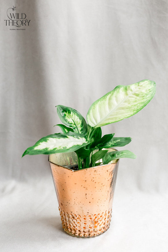 Rose Gold glass vase with small Dieffenbachia plant