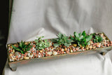 Gold Metal Assorted Succulent Tray