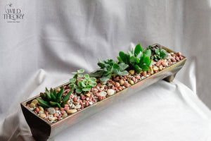 Gold Metal Assorted Succulent Tray