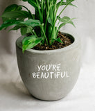 Personalize – Grey Concrete Pot with small Dieffenbachia plants